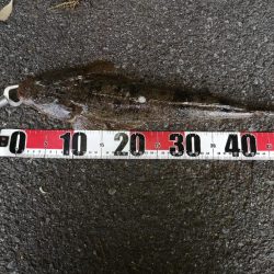 フラットフィッシュ狙い