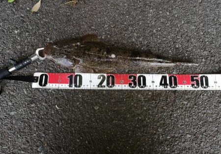 フラットフィッシュ狙い