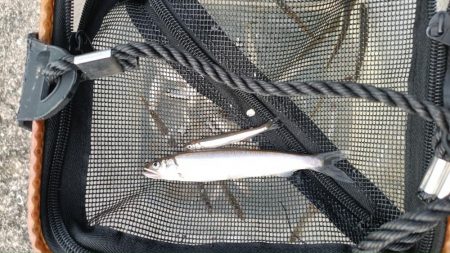 2024/05/08 大阪市内河川 稚鮎釣…