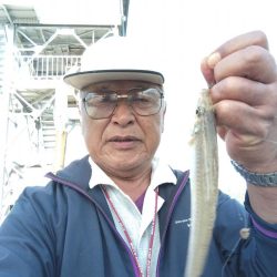 境水道のキス釣査