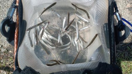 2024/05/15 大阪市内河川 稚鮎釣…