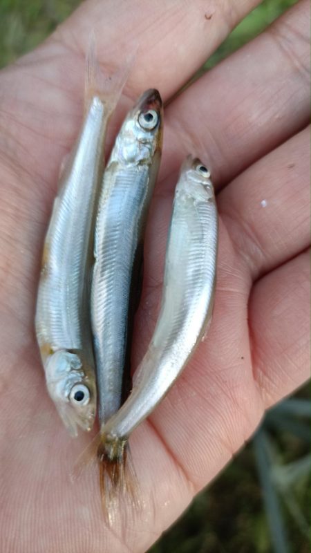 2024/05/16 大阪市内河川 稚鮎釣…