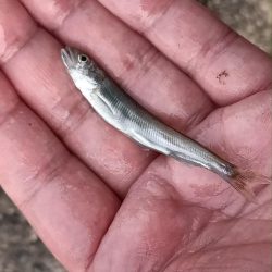 2024/05/19 大阪市内河川 稚鮎釣り