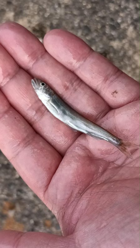 2024/05/19 大阪市内河川 稚鮎釣り