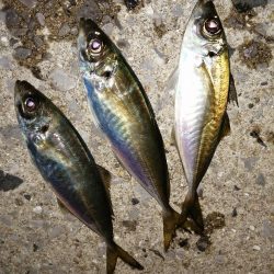 まだまだ釣れます