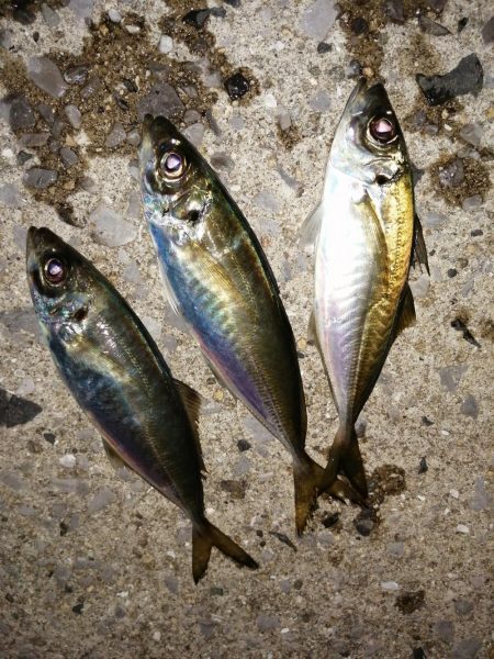 まだまだ釣れます