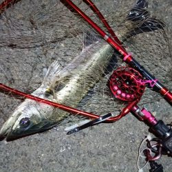 2024/05/21 南港ヘチ釣り釣行(短時間)