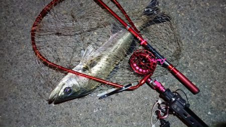 2024/05/21 南港ヘチ釣り釣行(短時間)