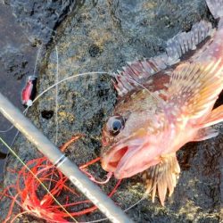 アカハタはどこいった?