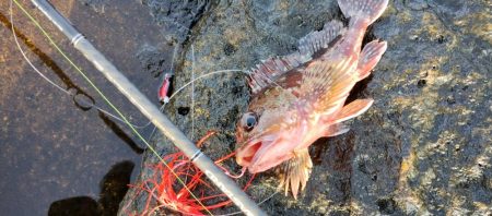 アカハタはどこいった?