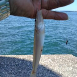 播磨新島のキス釣果