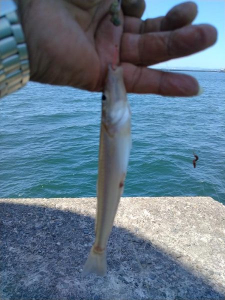 播磨新島のキス釣果