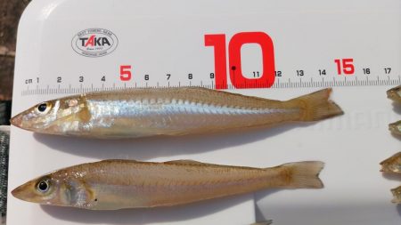 片男波はまだまだ数が少ない