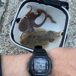 ショアオモリグ