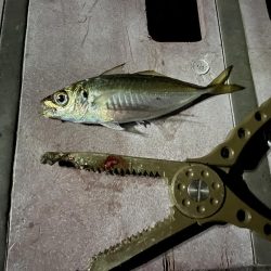 本日もアジング