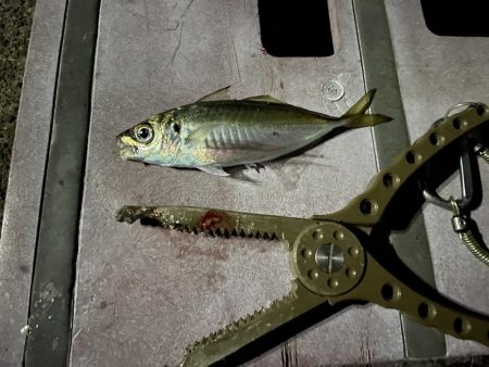 本日もアジング