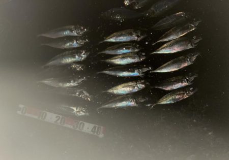 ナイトアジング