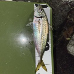 本日もアジング調査