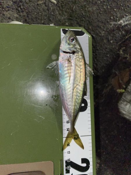 本日もアジング調査