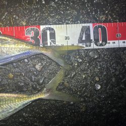 雨の中ナイトアジング