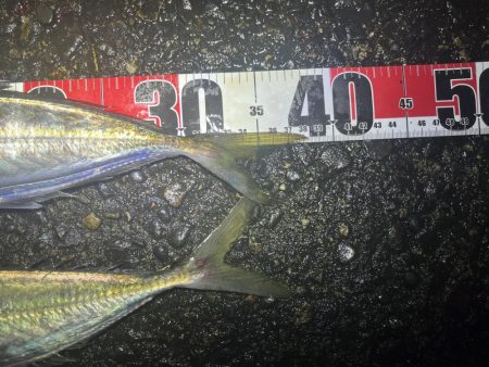 雨の中ナイトアジング