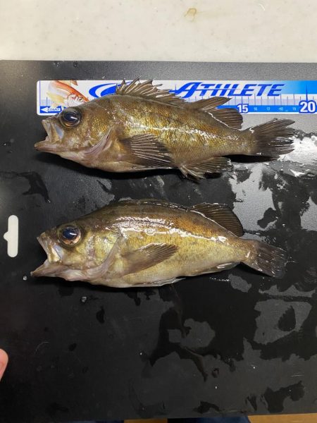 アミパターンから完全バチパターンへ