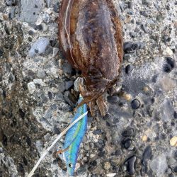 春のエギングシーズン