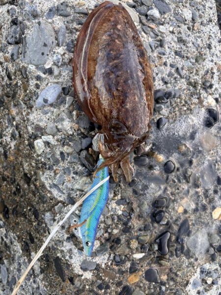 春のエギングシーズン