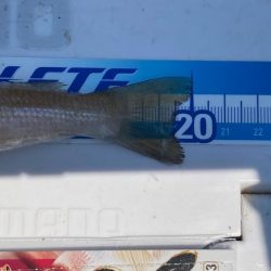 田島へ良型キスを求めて!