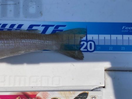 田島へ良型キスを求めて!