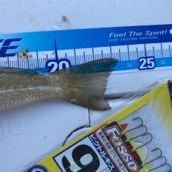 良型キスを求めて！