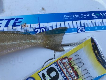 良型キスを求めて！