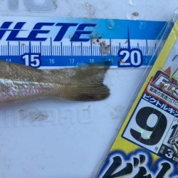 次の日も、良型キスを求めて！