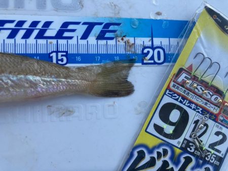 次の日も、良型キスを求めて！