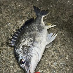 シーバス渋いー