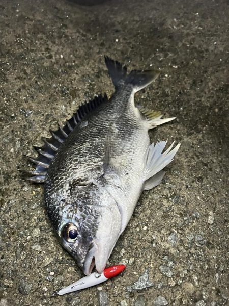 シーバス渋いー