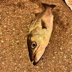 シーバス求めて