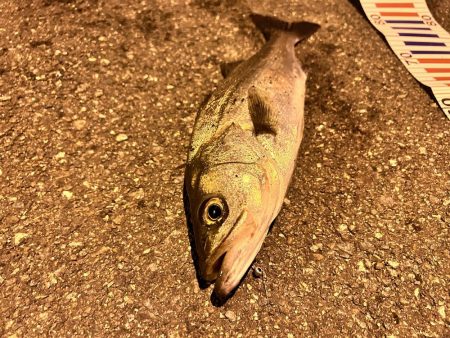 シーバス求めて