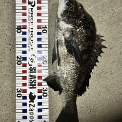 落とし込みチヌ