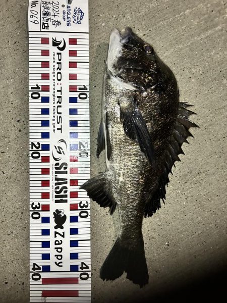 落とし込みチヌ