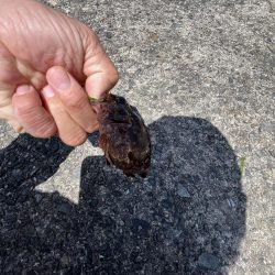 初夏の癒しのがっしー