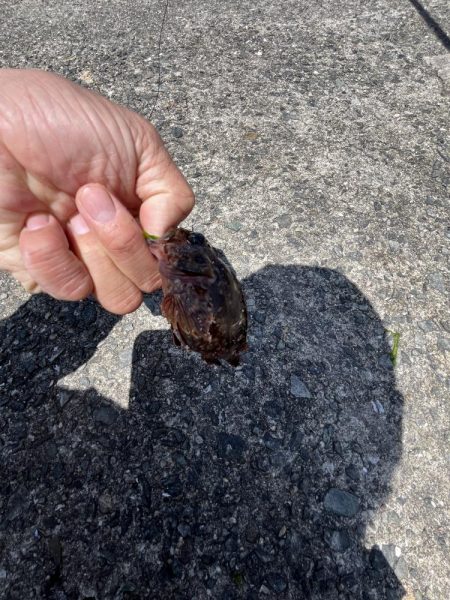 初夏の癒しのがっしー