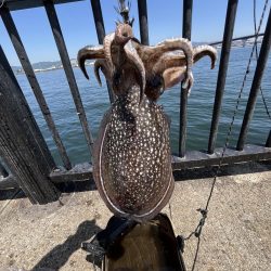 もうごうーの季節