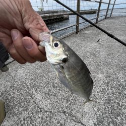 久しぶりのアジ