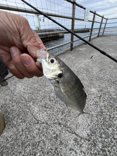 久しぶりのアジ