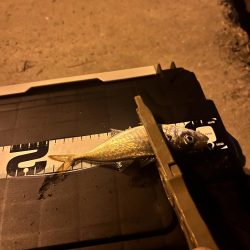 久々のアジング