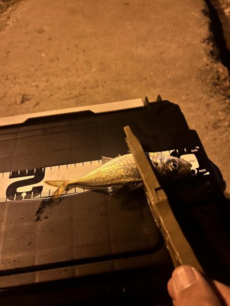 久々のアジング