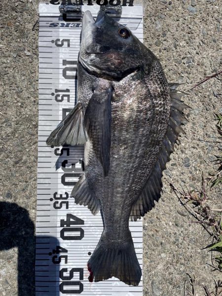 年無し10匹‼️…