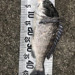 イチノ兄弟、釣果!