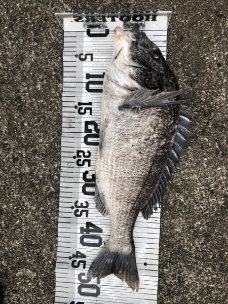 イチノ兄弟、釣果!